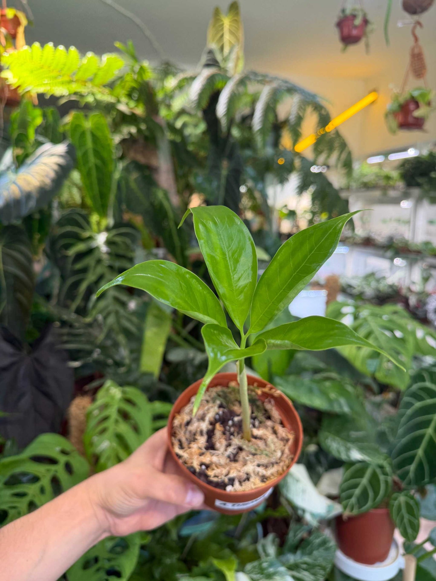 Amorphophallus titanum 'Titan arum'