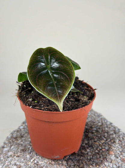Alocasia azlanii