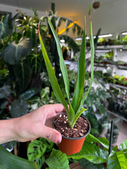 Drakblodsträd | Dracena draco ssp. draco