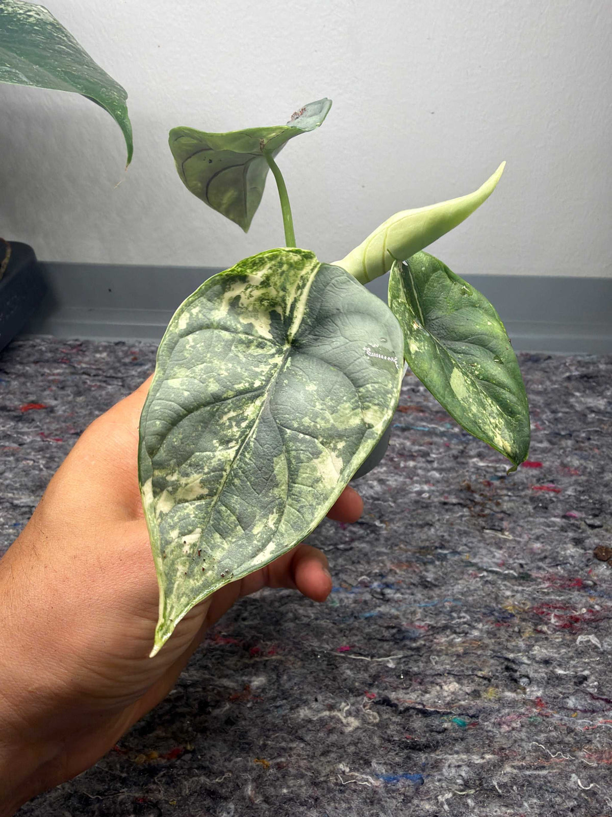 Alocasia 'Silver Dragon' Variegata