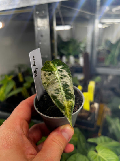 Alocasia Polly Aurea Variegata