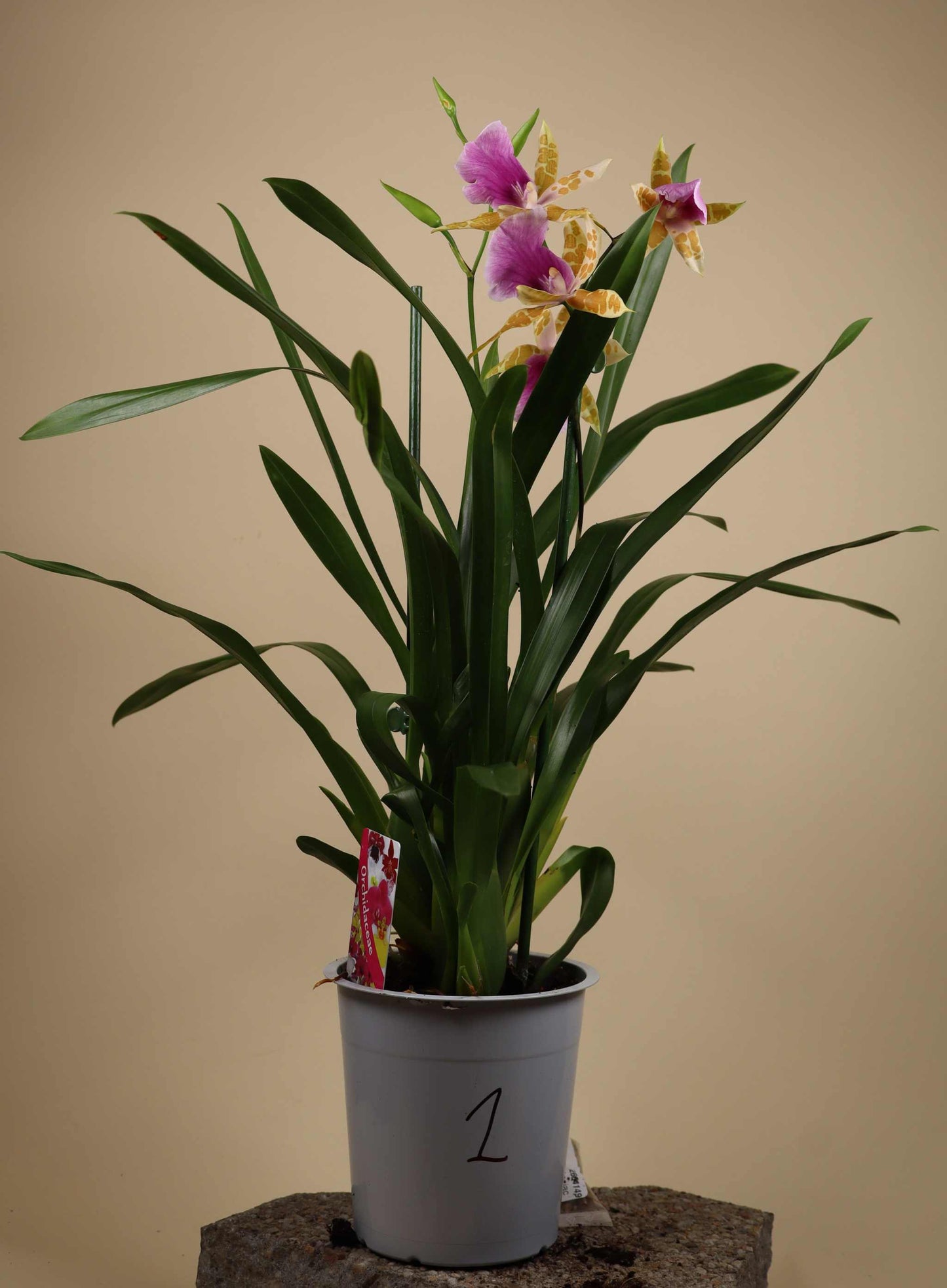 Oncidium Orkidé mix