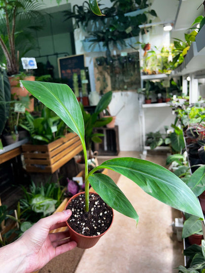 Bananplanta 'Blue Java' | Ätbar