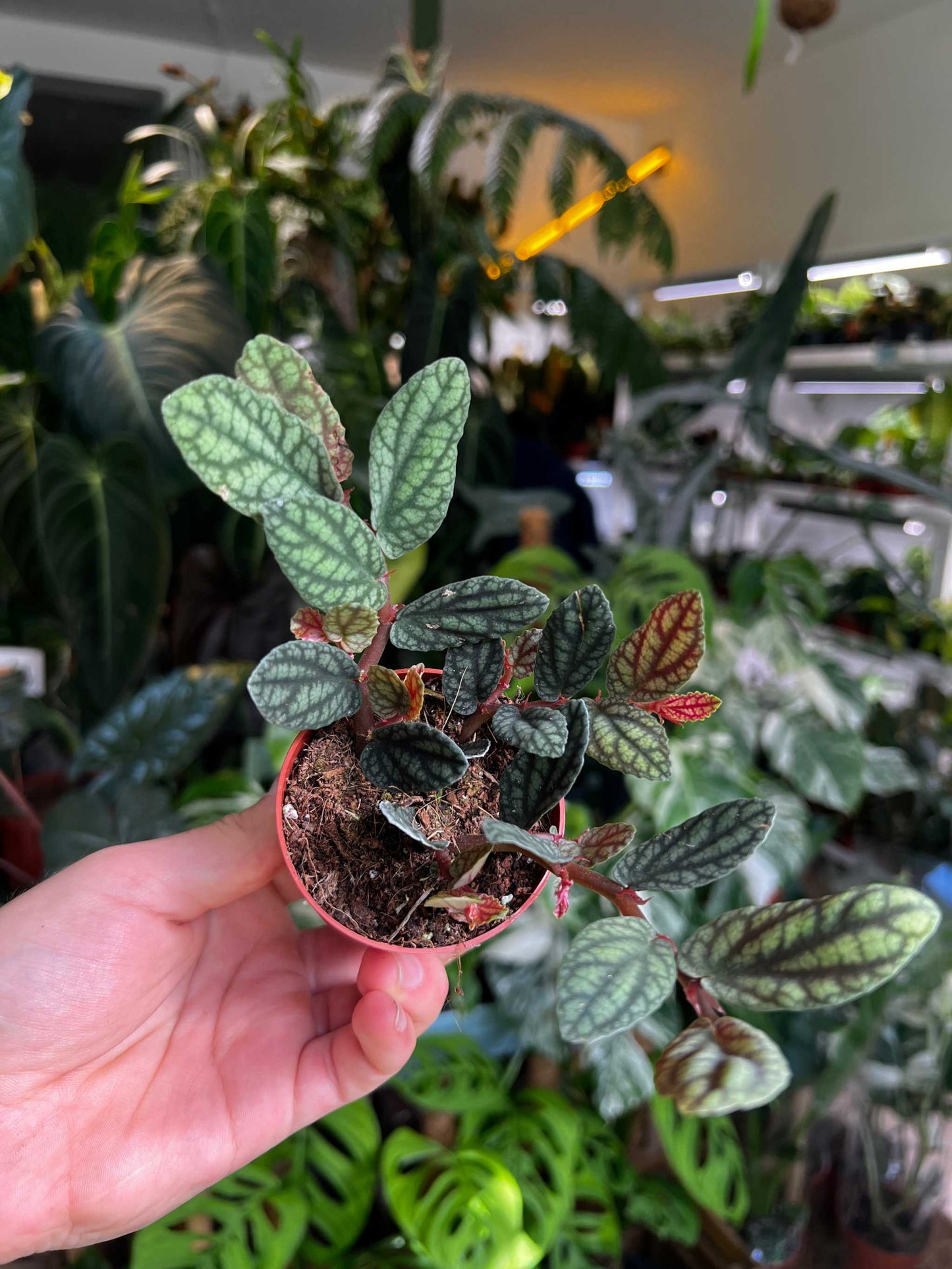 Pellionia repens
