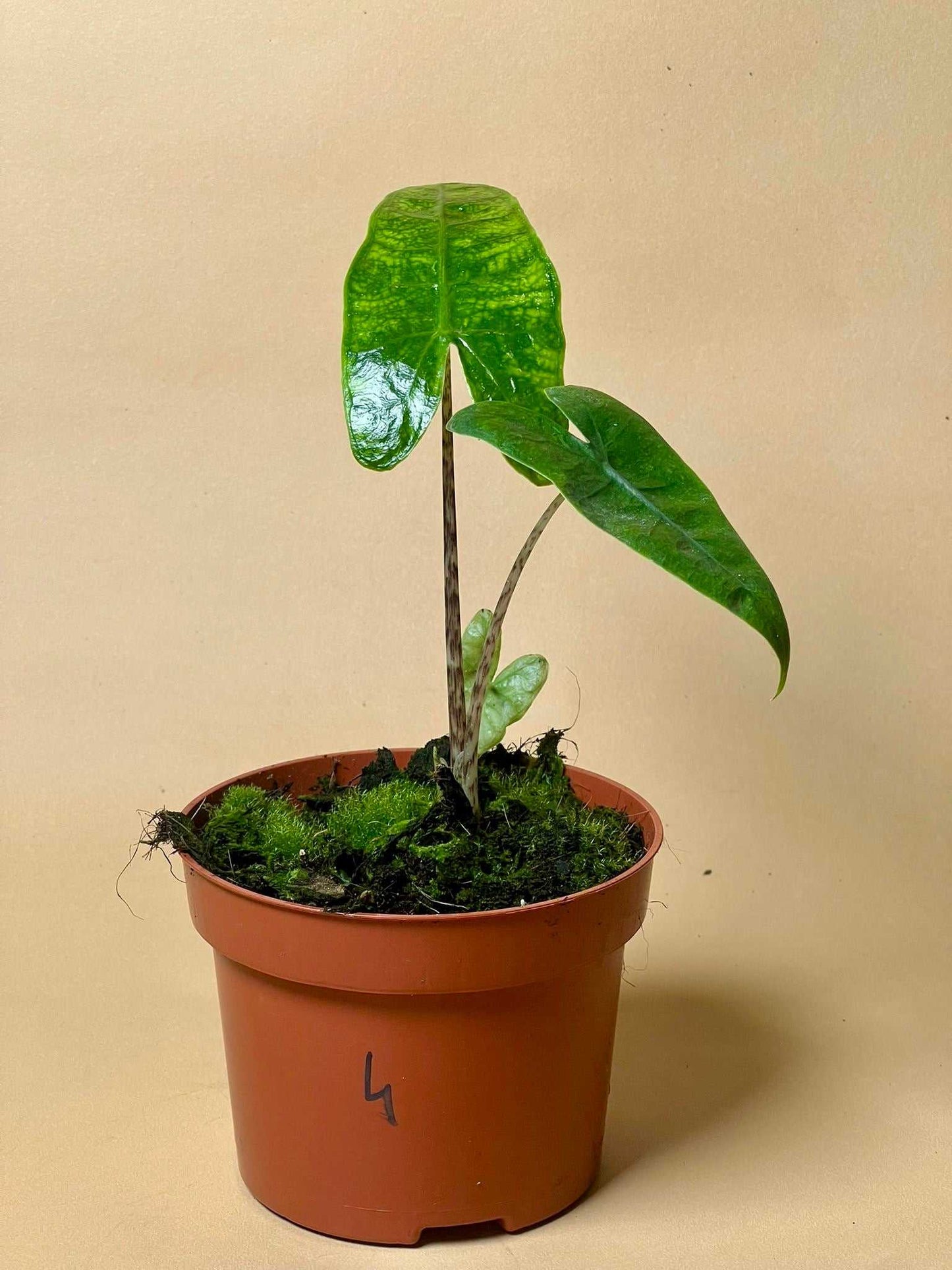 Alocasia zebrina reticulata form