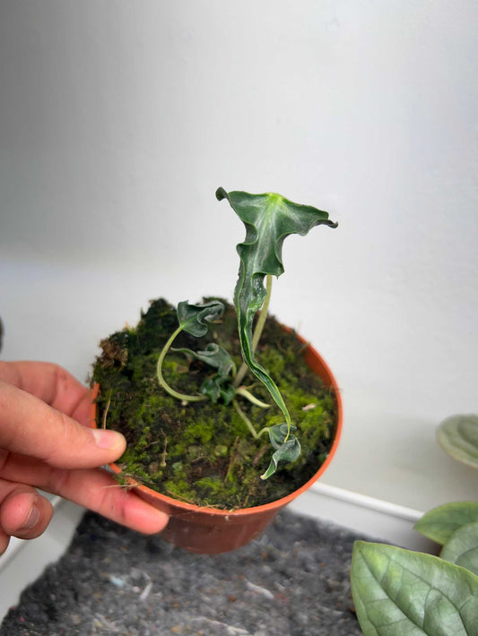 Alocasia 'loco'