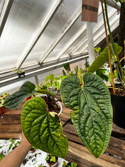Anthurium luxurians x radicans