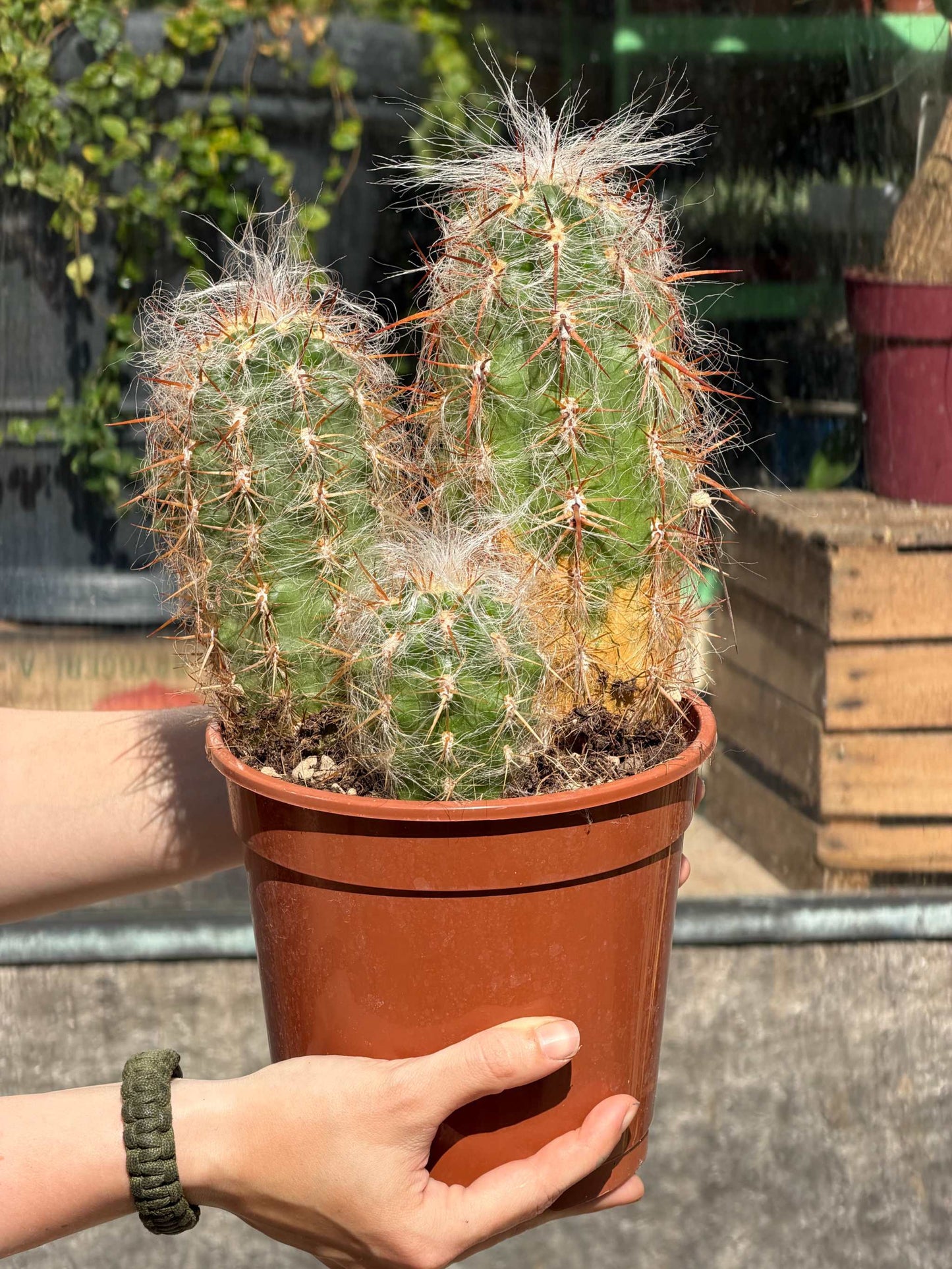 Cactus mix 17cm kruka