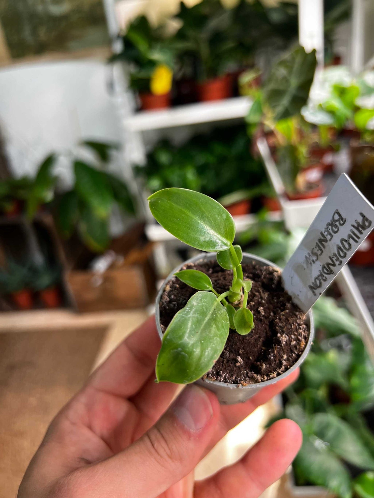 Philodendron brenesii
