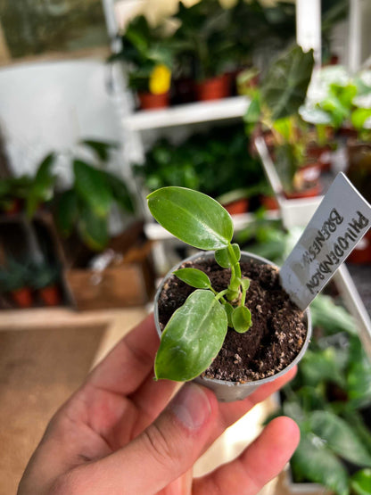 Philodendron brenesii