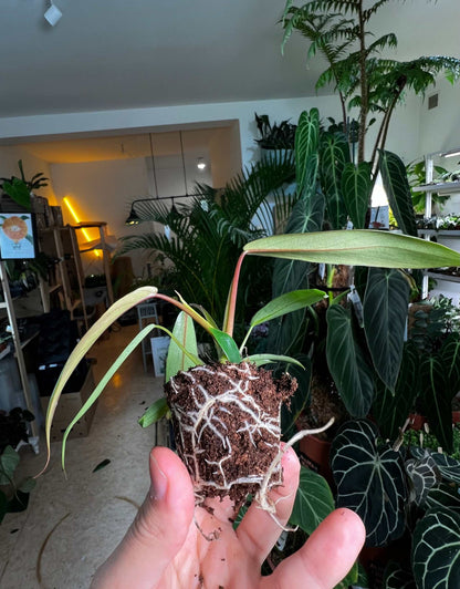 Philodendron joepii