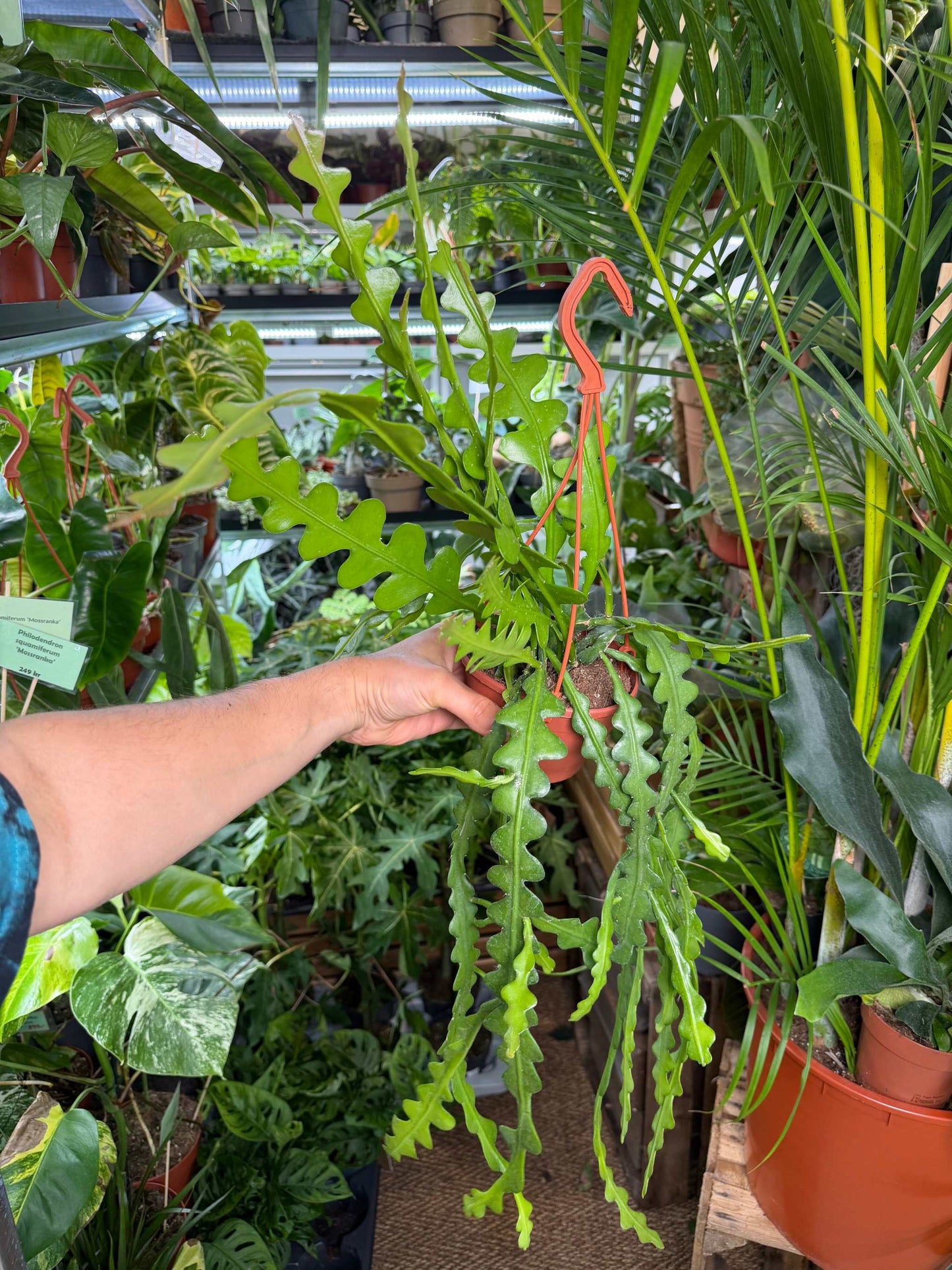 Epiphyllum anguliger | Flikig bladkaktus