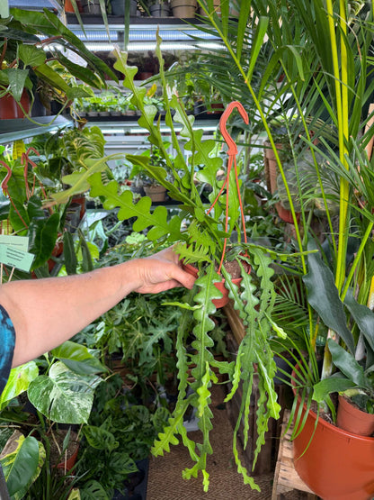 Epiphyllum anguliger | Flikig bladkaktus