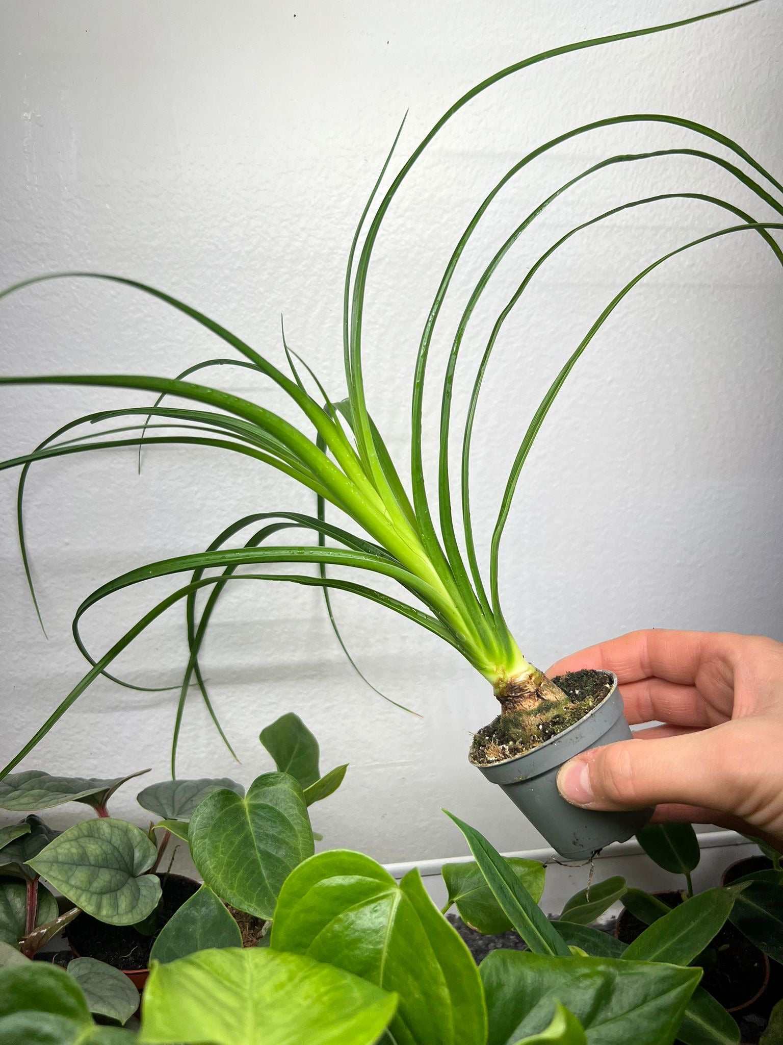 ponytail palm baby Beaucarnea recurvata 'Pony Tail Palm'