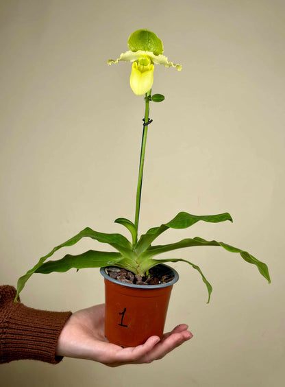 Paphiopedilum mix