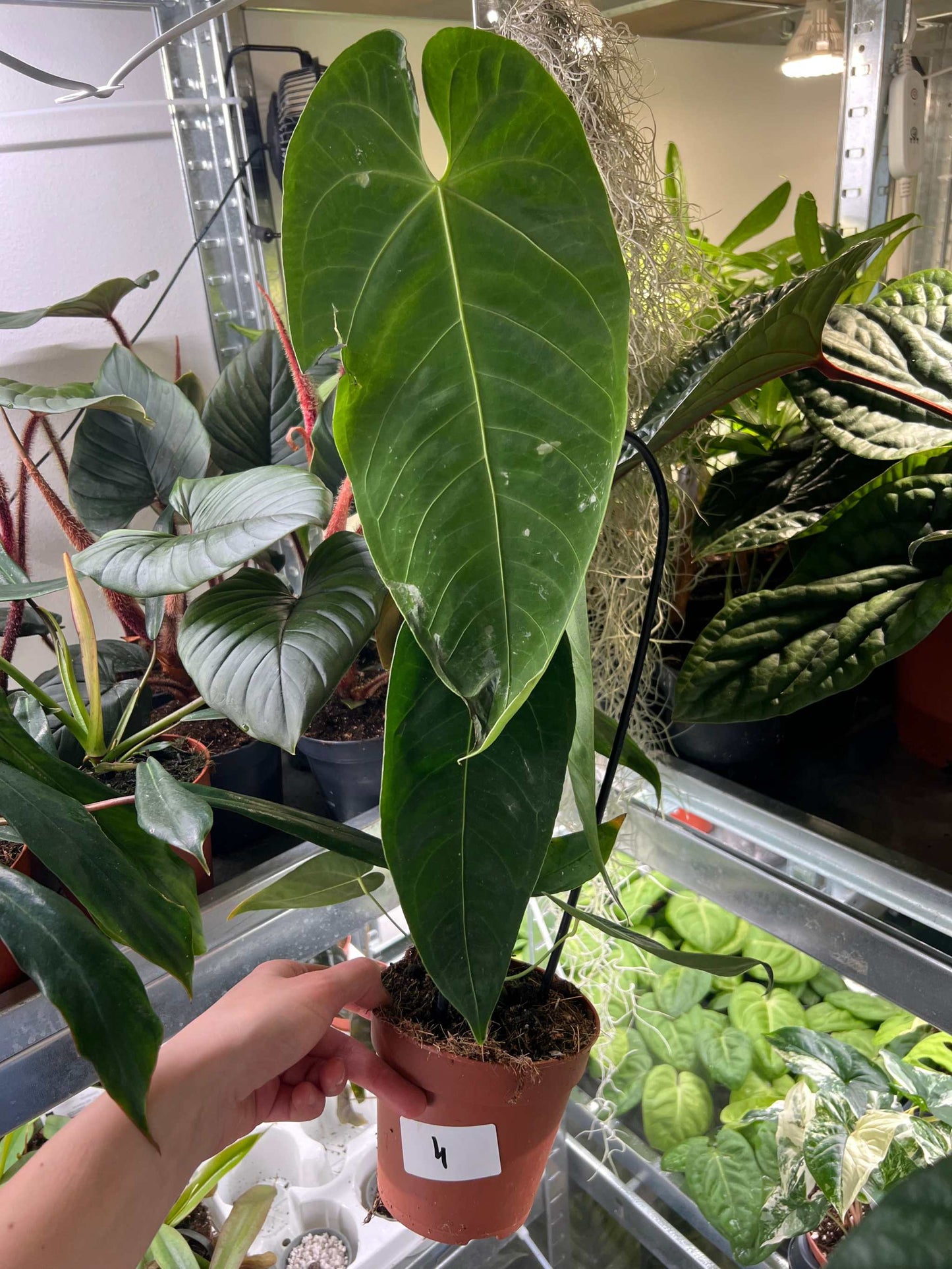 Anthurium queremalense