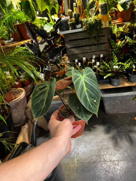 Philodendron rubrijuvenile 'El Choco Red'