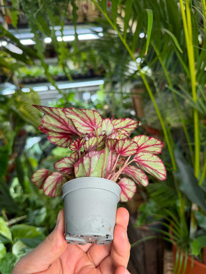 Begonia rex 'Hugh McLaughland'