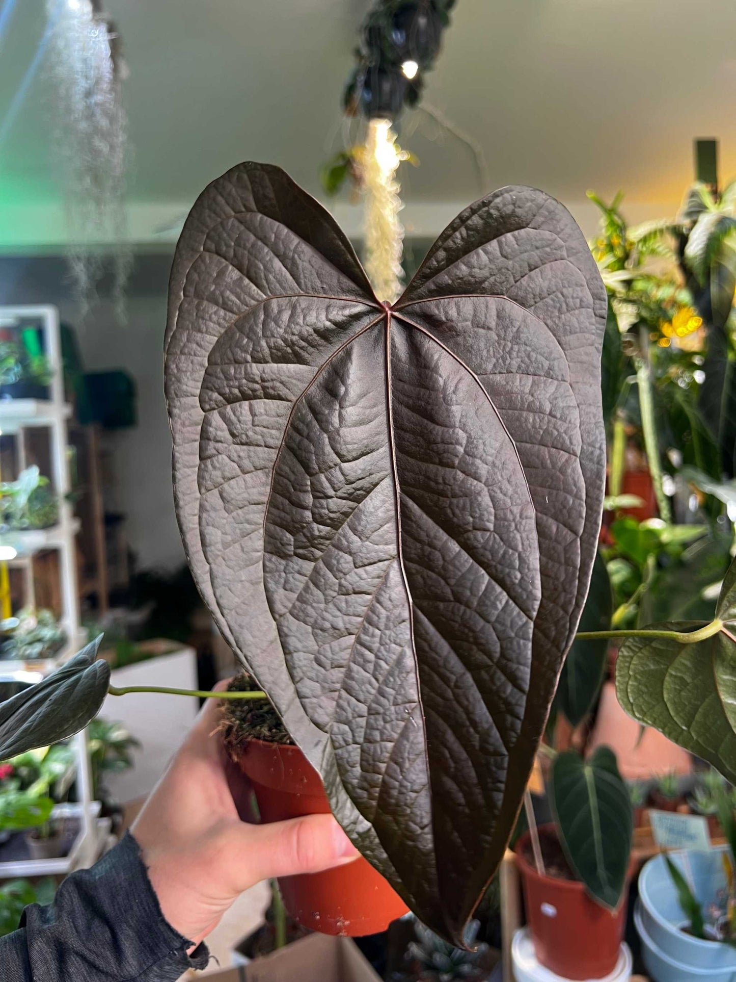 Anthurium 'Queen Of Hearts'