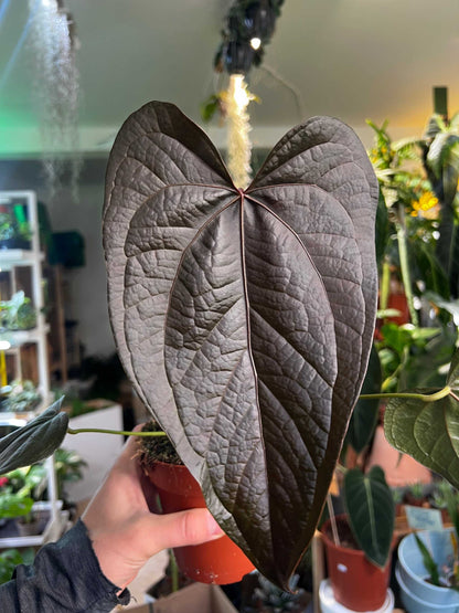 Anthurium 'Queen Of Hearts'