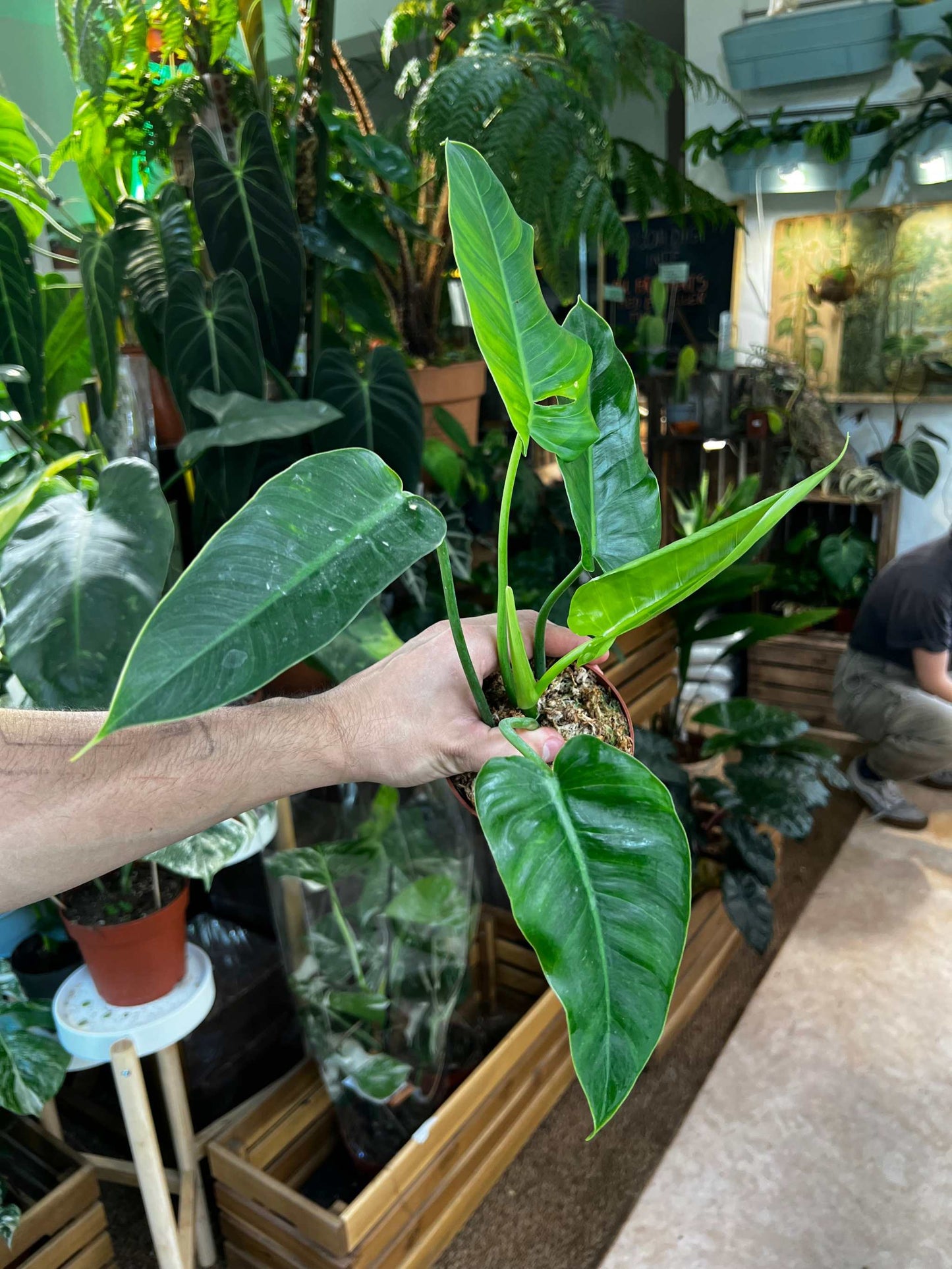 Philodendron brenesii
