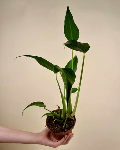 Monstera Burle Marx Flame