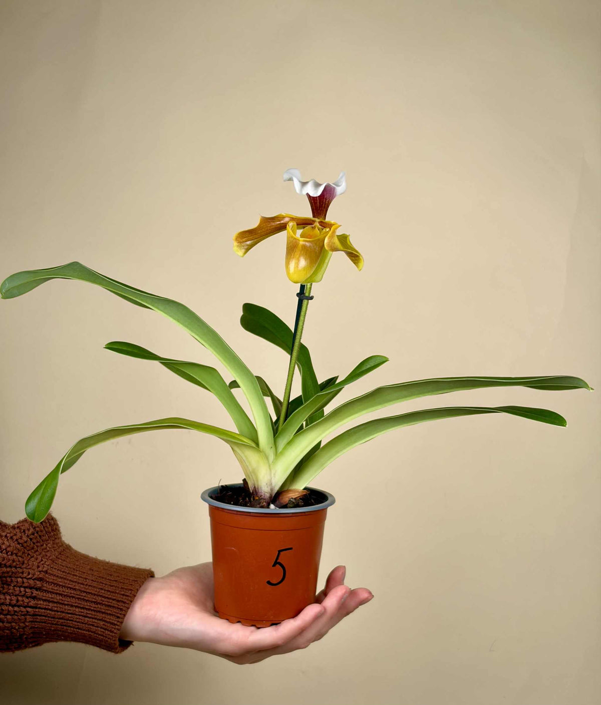 Paphiopedilum mix
