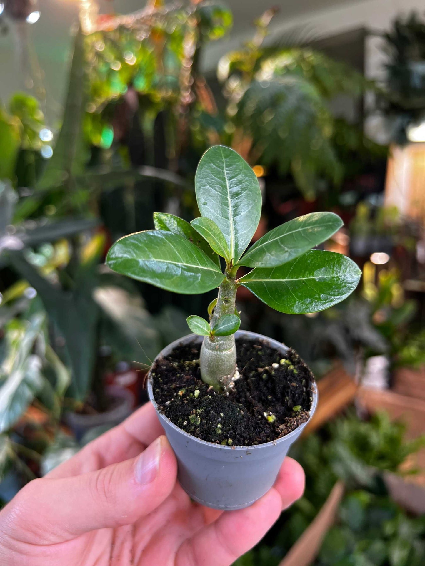 Adenium obesum | Desert rose