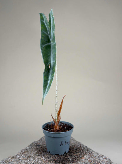 Alocasia longiloba 'purple'