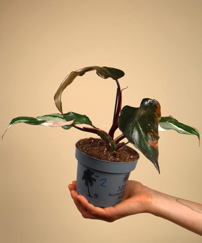 Philodendron Red Anderson