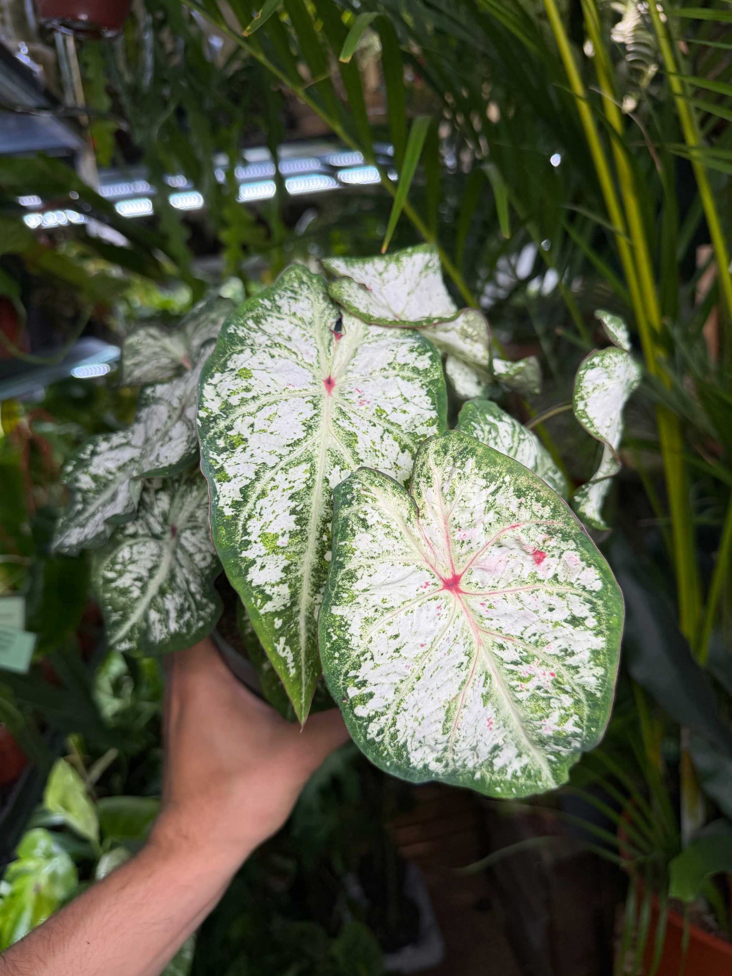 Caladium bicolor