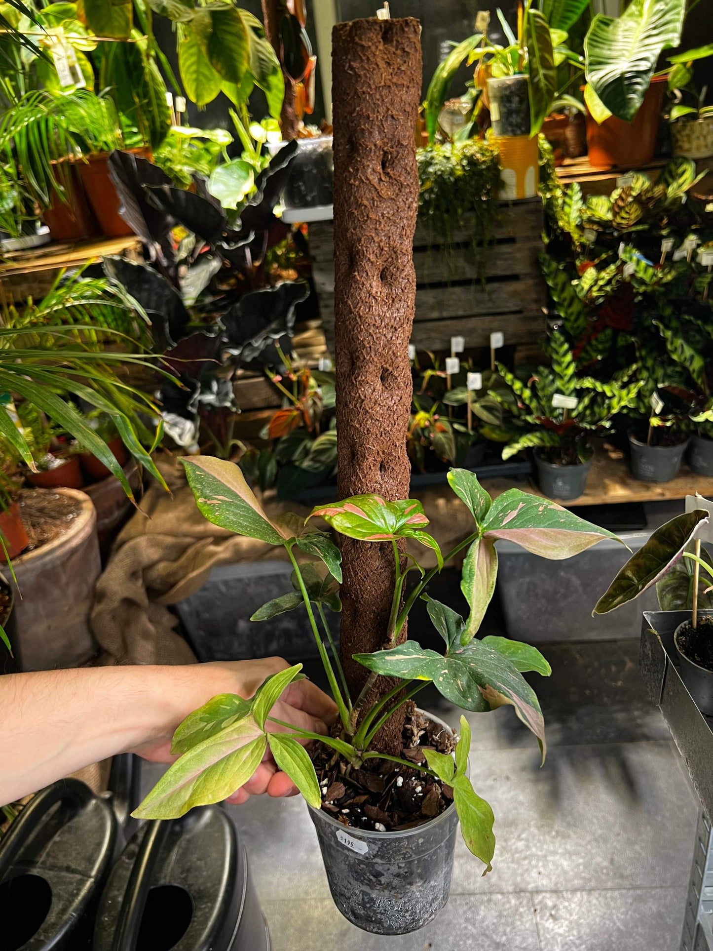 Syngonium 'Pink Splash'