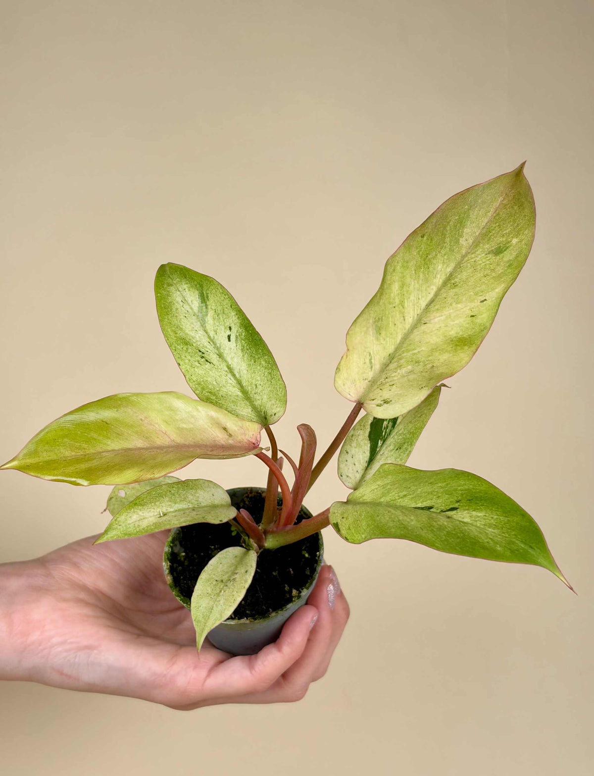 Philodendron 'Snowdrift'