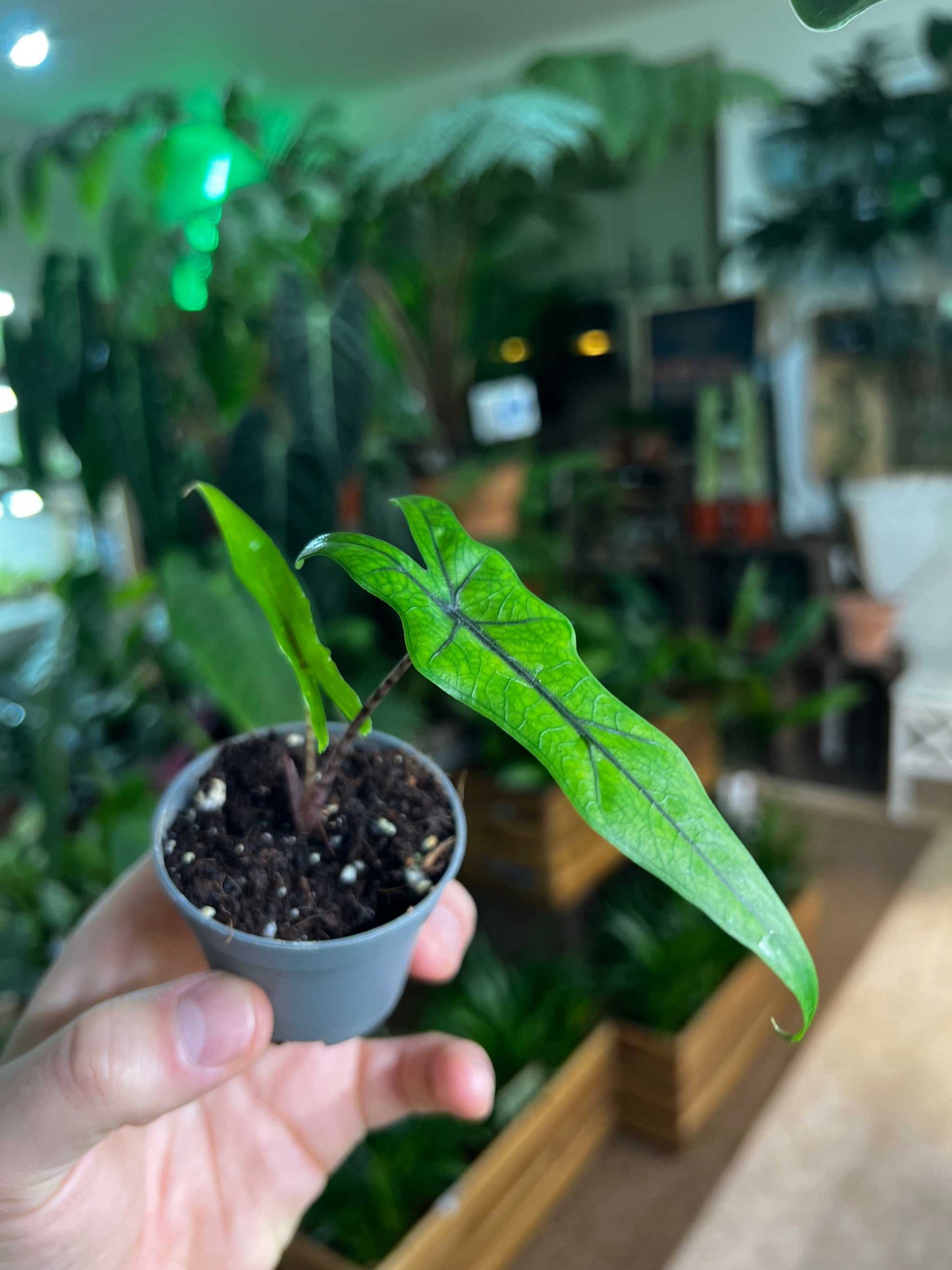 Alocasia sp. Sulawesi 'Sabrina Narrow'