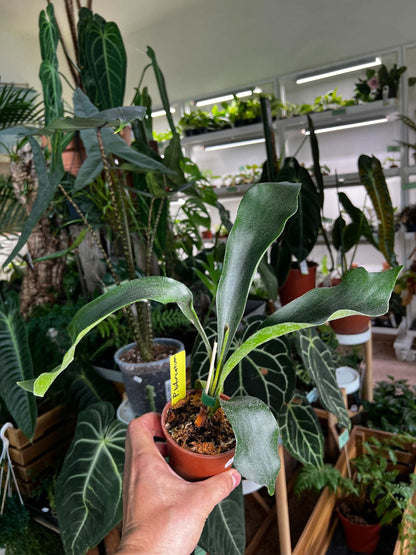 Platycerium bifurcatum | Elchhornfarn