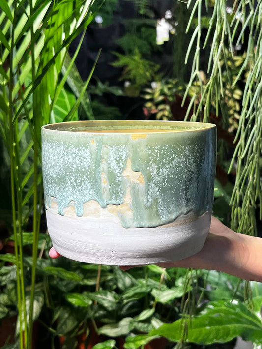 Cucumber d'Azur | 14 cm