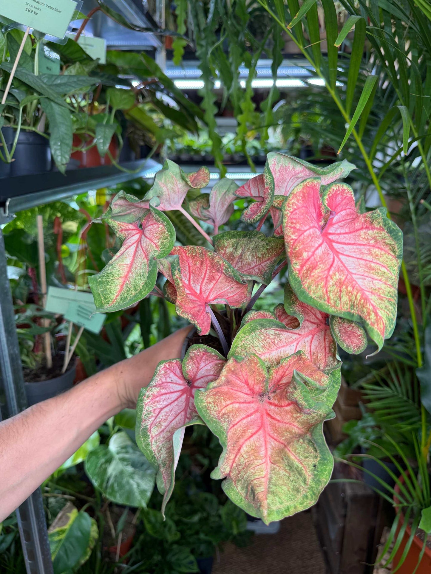 Caladium bicolor