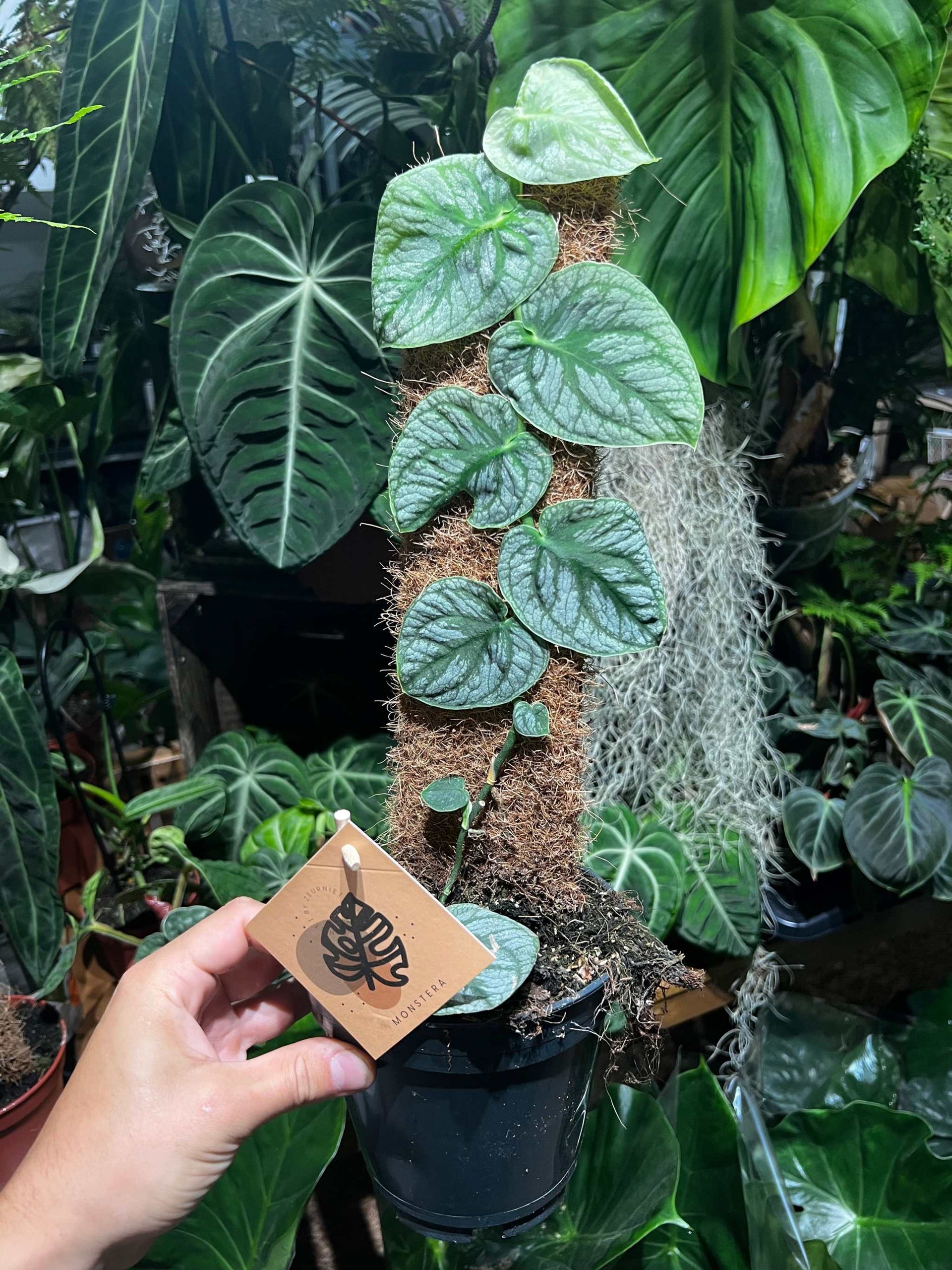 Monstera Dubia | Kaufen Sie ungewöhnliche Grünpflanzen online
