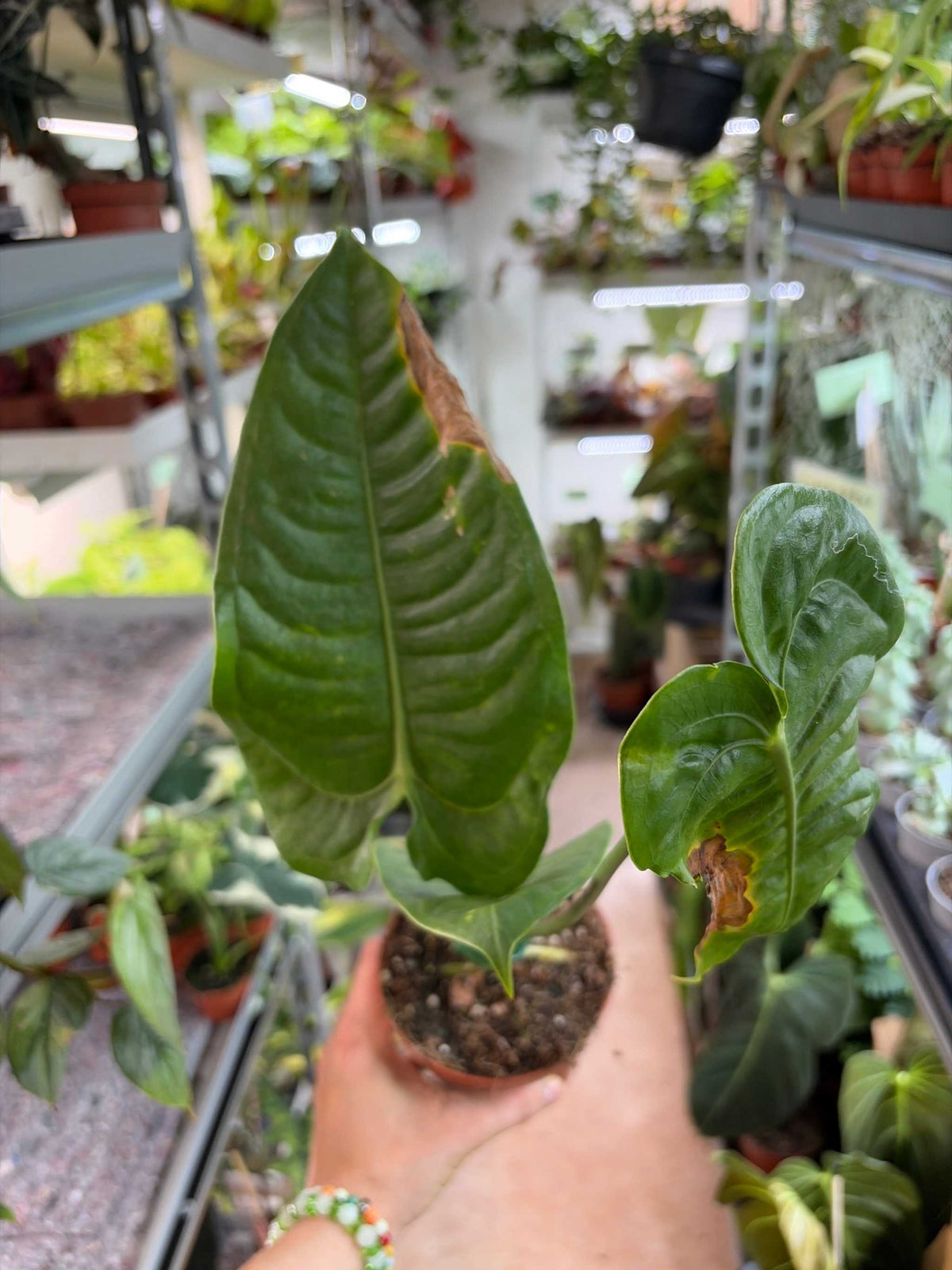 Anthurium veitchii