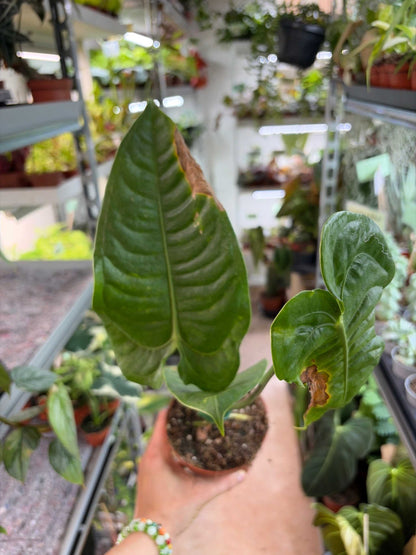 Anthurium veitchii