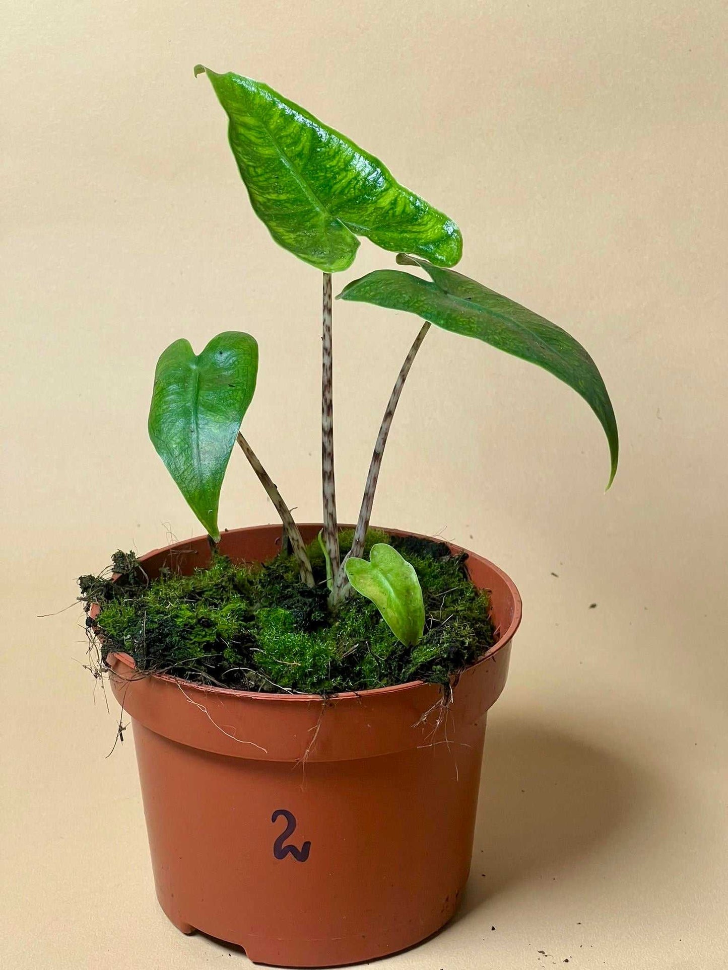 Alocasia zebrina reticulata form