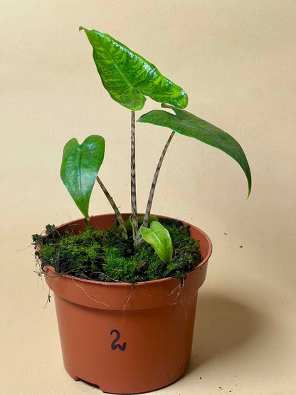Alocasia zebrina reticulata form