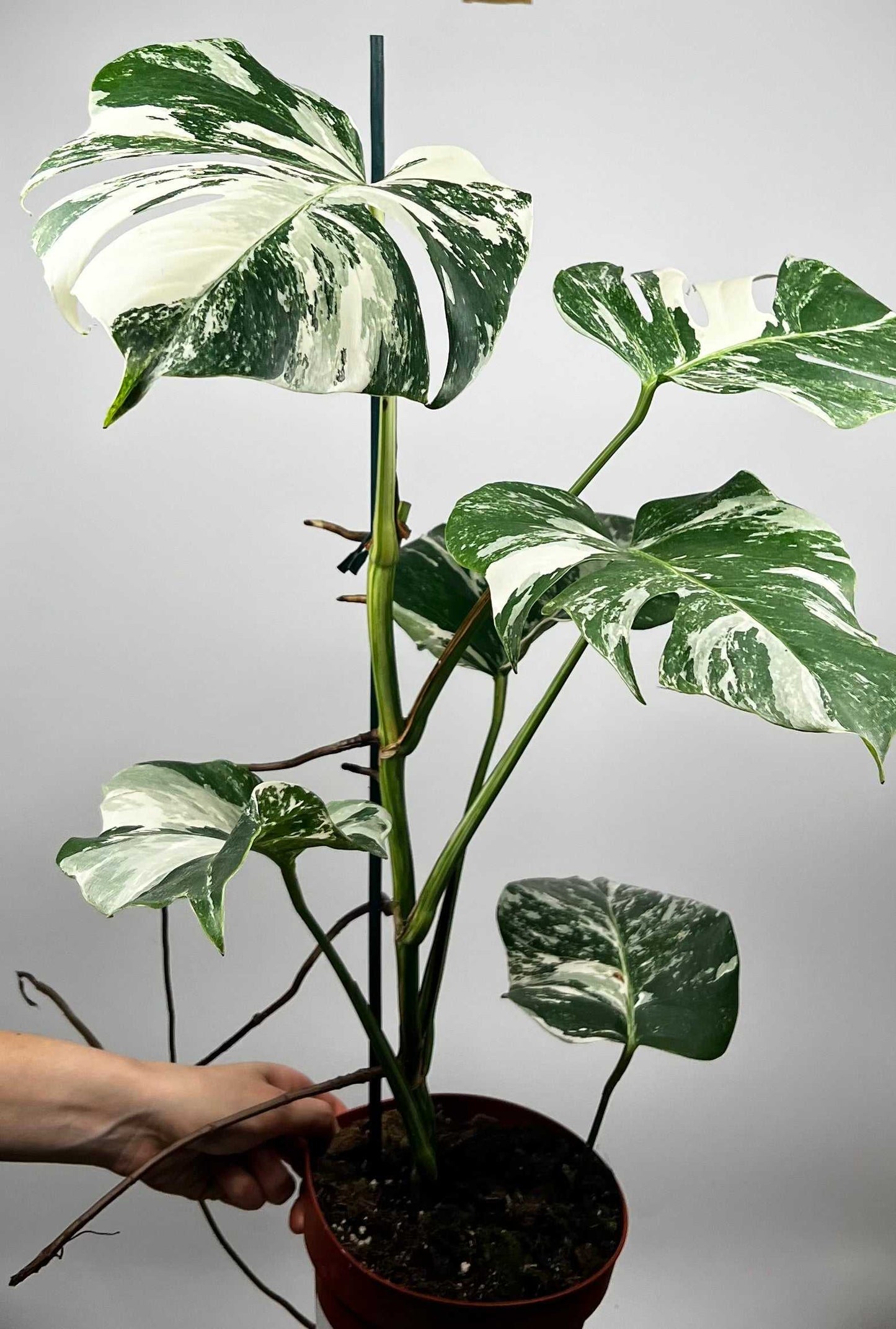 Monstera albo variegata