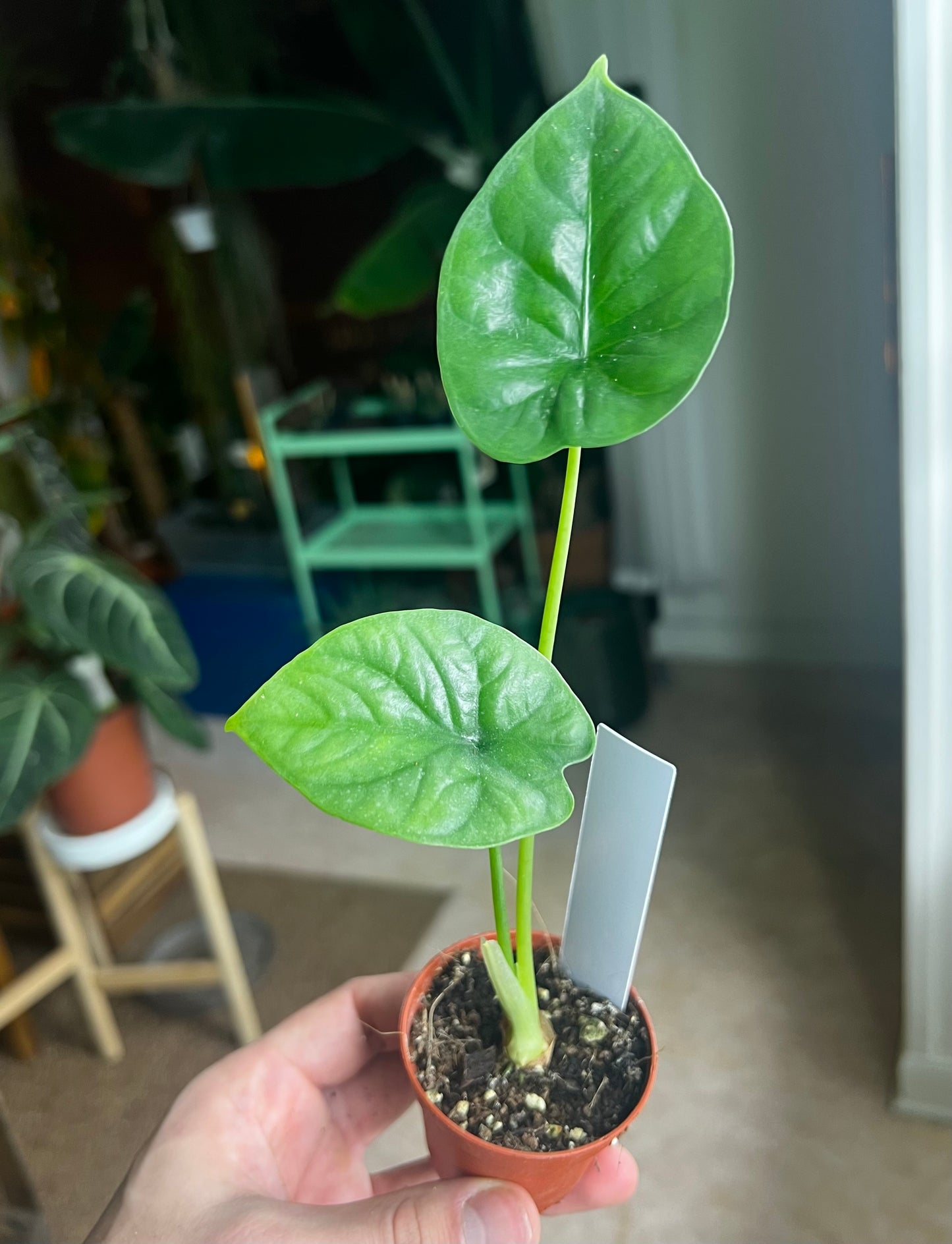 Alocasia lukiwan