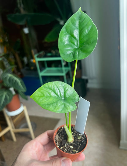 Alocasia lukiwan
