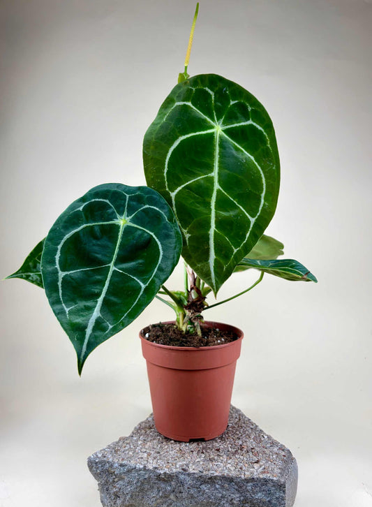 Anthurium Forgetii