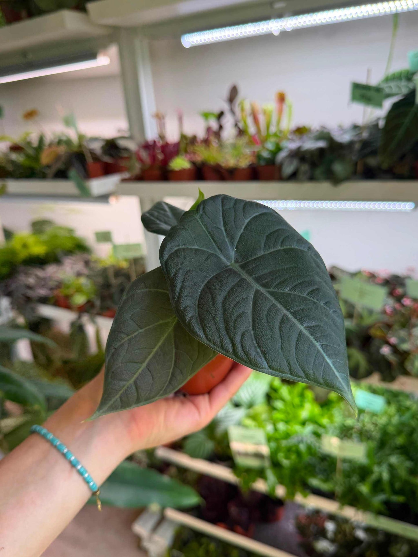 Alocasia 'Maharani'