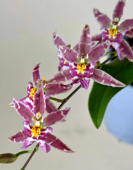 Oncidium Orkidé mix