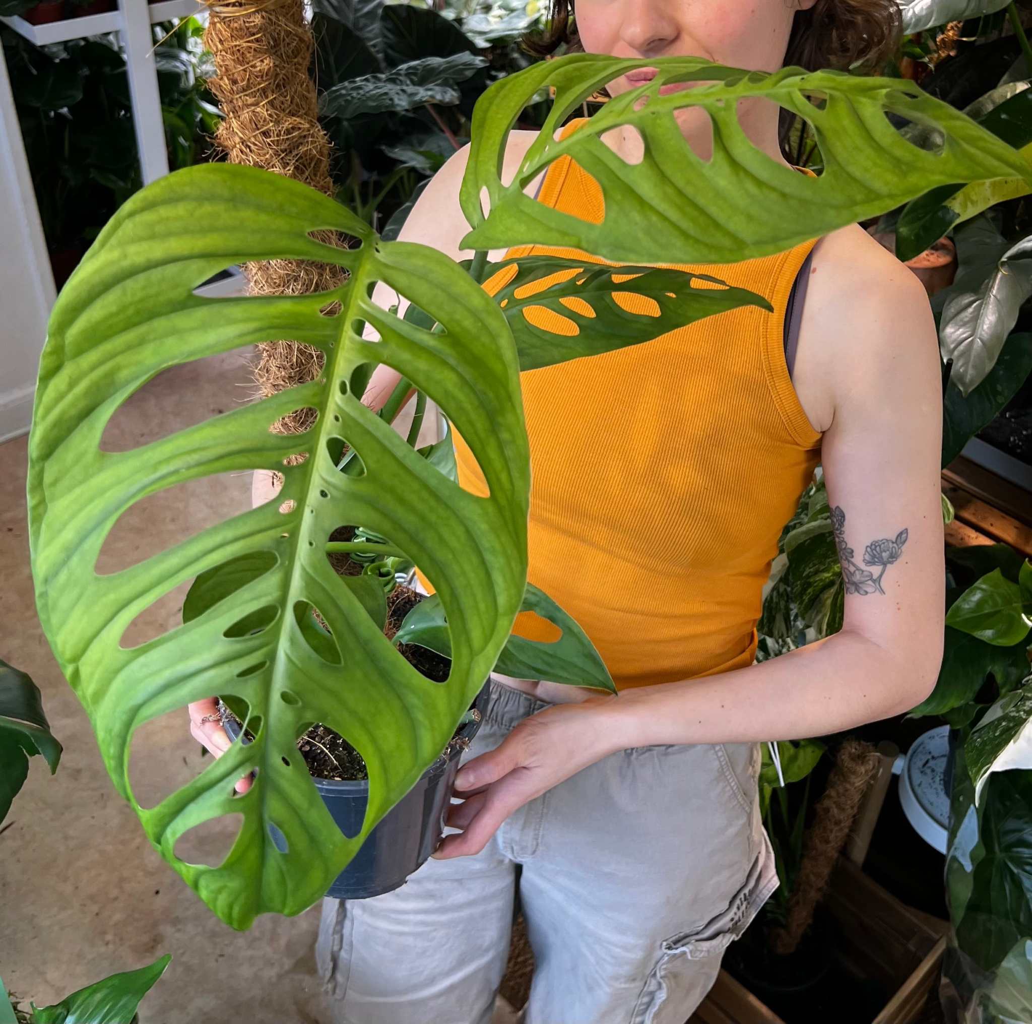 Monstera epipremnoides 'esqueleto' | Rare plants for sale online