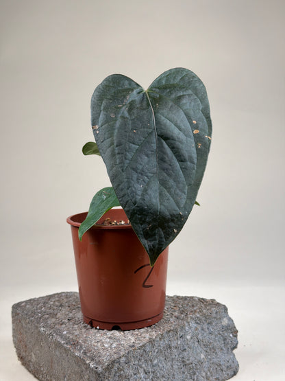 Anthurium 'Queen Of Hearts'